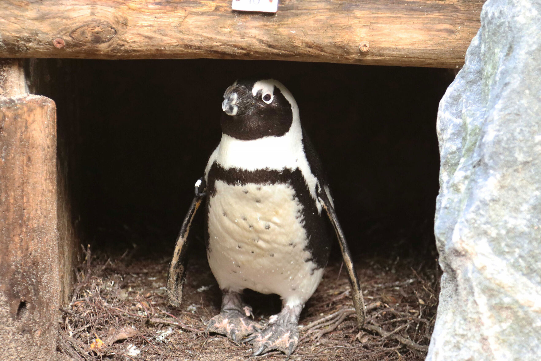 Drama at the zoo: Egg-napping male penguin couple steals the nest of a female penguin couple